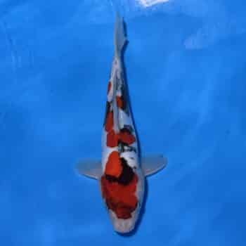 #26-383 Doitsu Maruten Goshiki x Showa