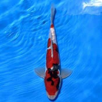 #26-383 Doitsu Maruten Goshiki x Showa