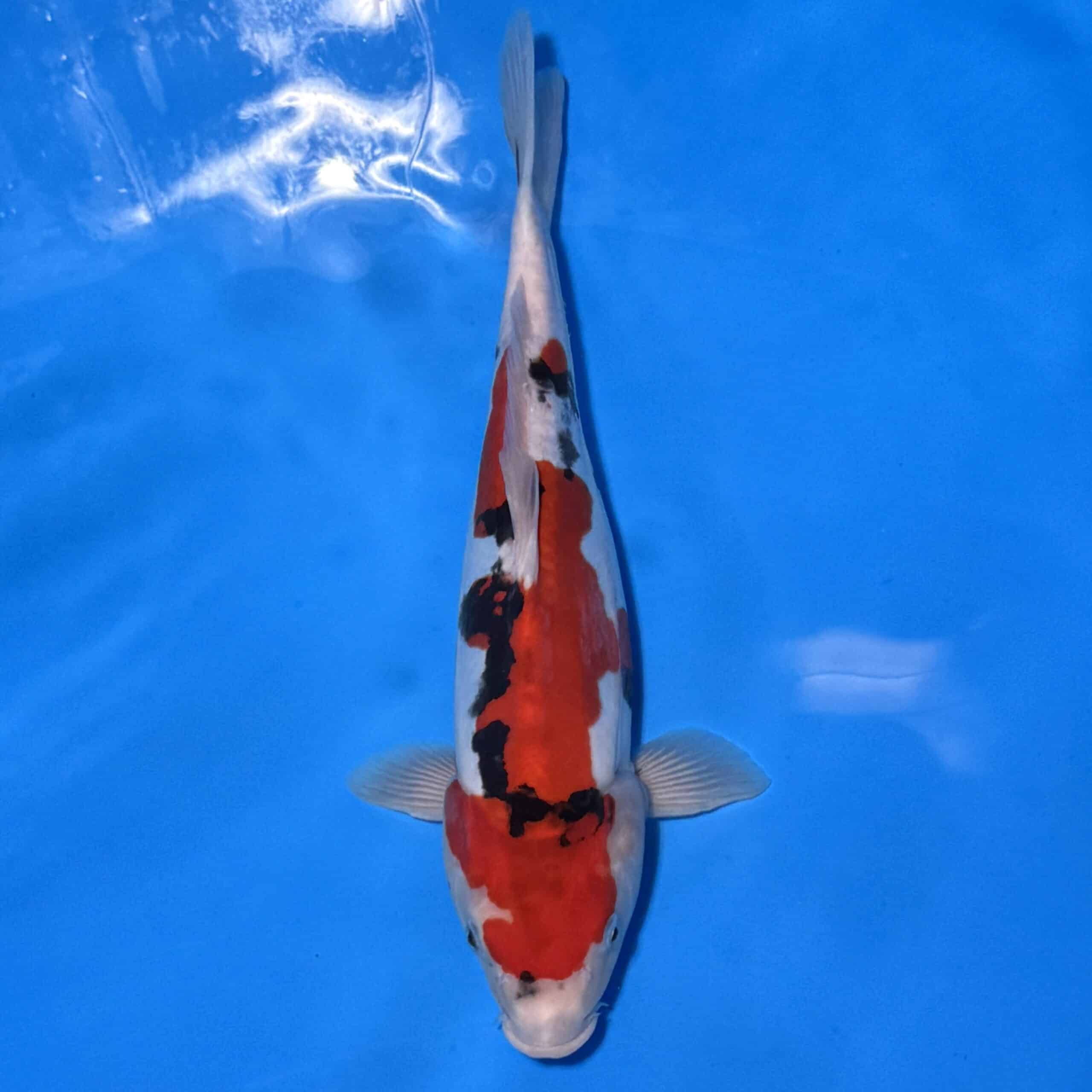 #26-394 Doitsu Showa 36cm