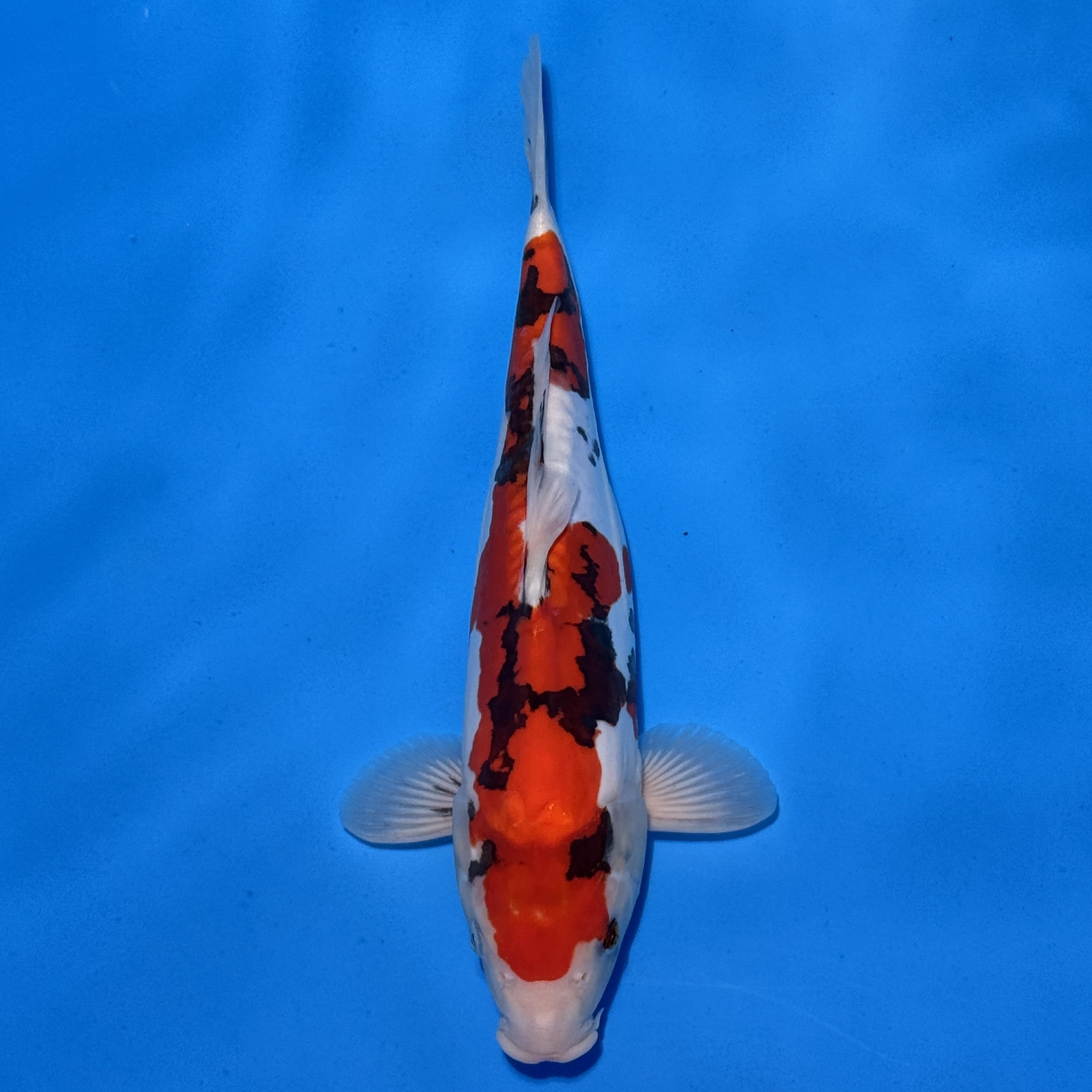 #26-394 Doitsu Showa 36cm #26-394 Doitsu Showa 36cm