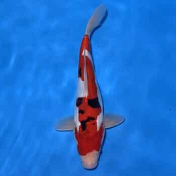 #26-394 Doitsu Showa 36cm