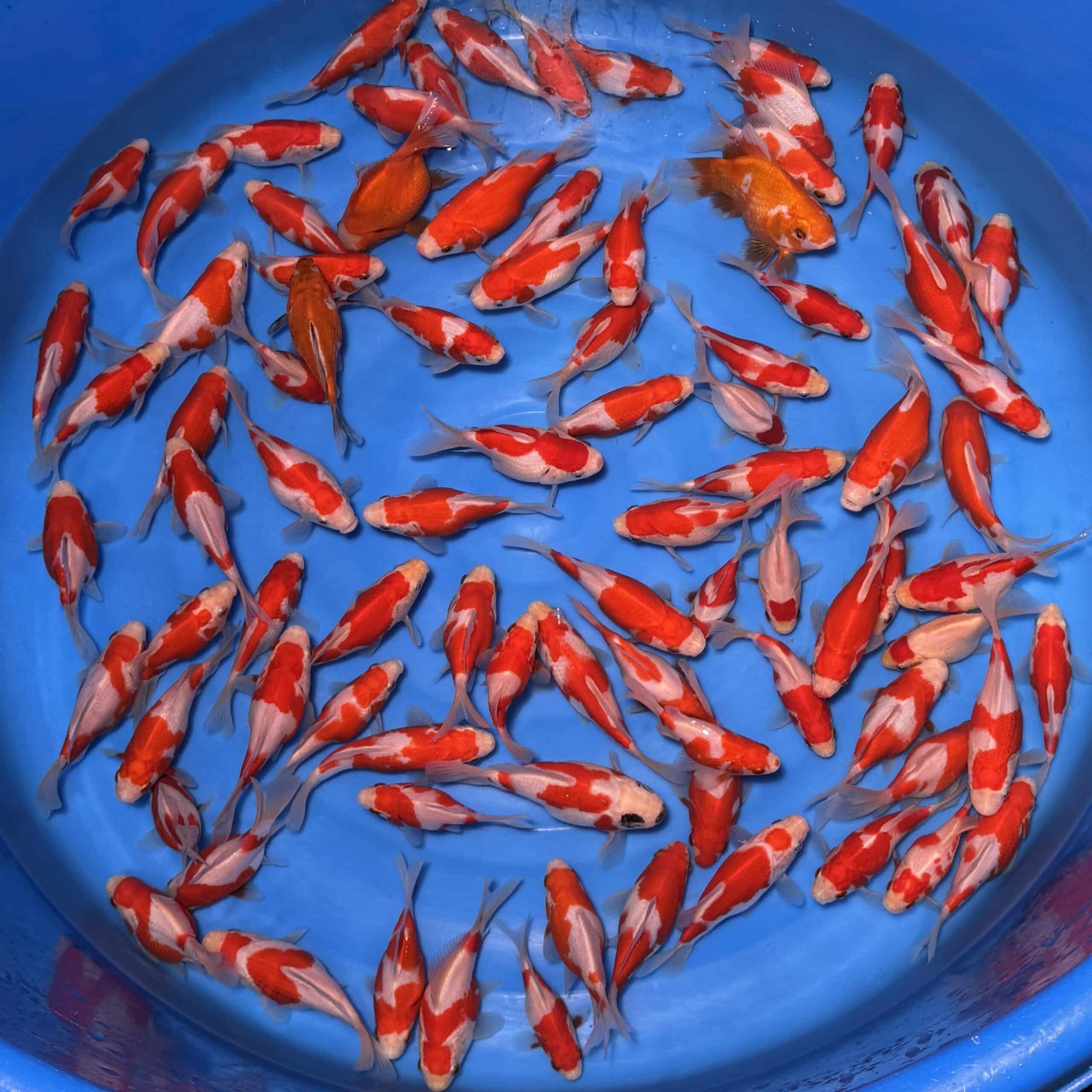 #26-409 Tamasaba 8-14cm