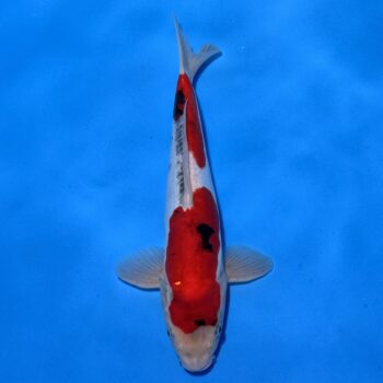 #26-401 Doitsu Showa 38cm #26-401 Doitsu Showa 38cm