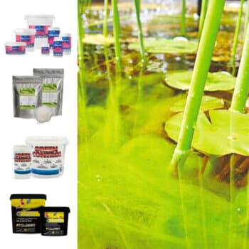 Algues filamenteuses