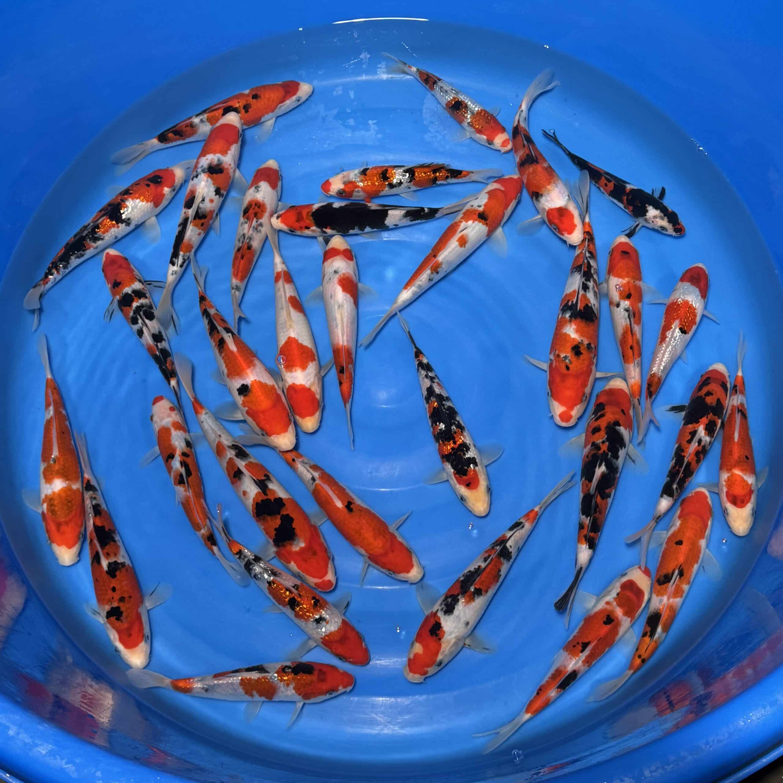#26-405 Sanke 18-25cm #26-405 Sanke 18-25cm