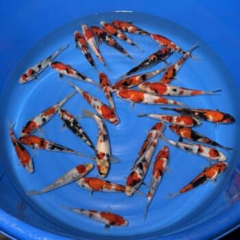 #26-406 Showa 18-23cm