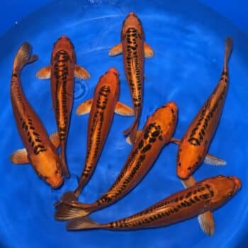 #26-407 Mizuho Ogon 33-37cm