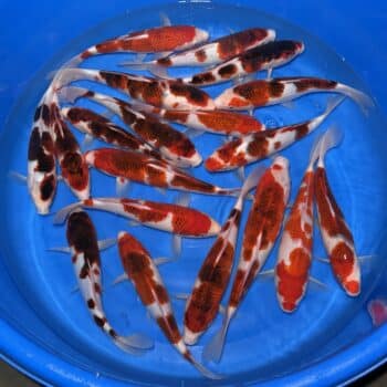 #26-409 Budo Koromo 30-36cm