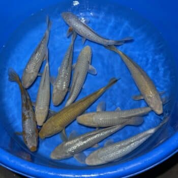 #26-410 Soragoi / Chagoi 33-38cm #26-410 Soragoi / Chagoi 33-38cm