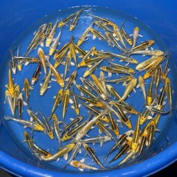 #26-411 Ki Ryu 11-17cm