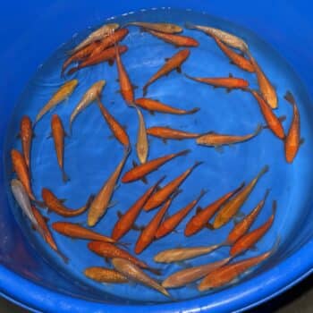 #26-414 Red Karashigoi & Karashigoi 15-20cm