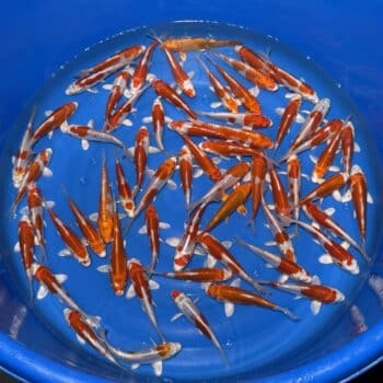 #26-417 Kikusui 15-18cm