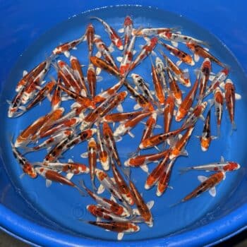 #26-418 Heiseinishiki 15-18cm