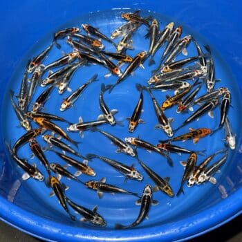 #26-419 Beni Kikokuryu 14-19cm