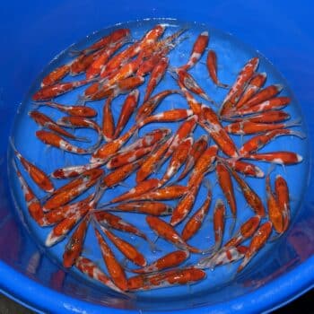 #26-421 Goshiki & Ginrin Goshiki 15-18cm