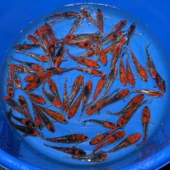 #26-422 Kuro Goshiki & Ginrin Kuro Goshiki 15-18cm