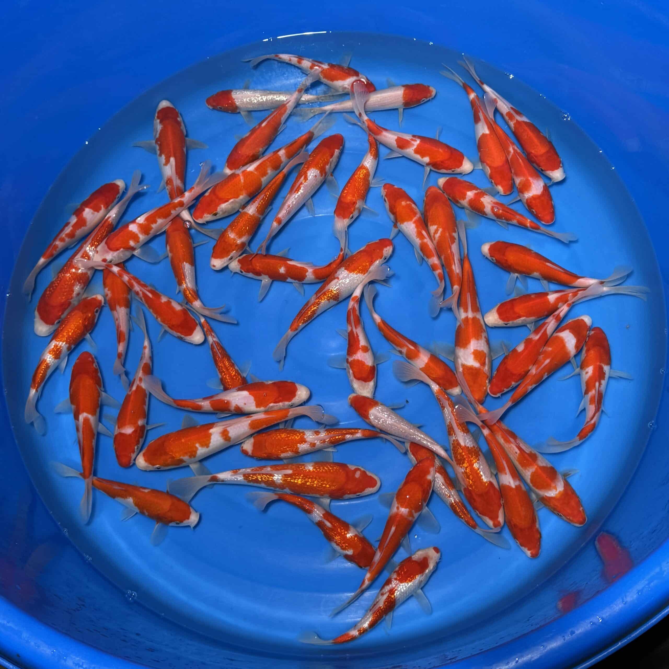 #26-424 Kohaku & Ginrin Kohaku 16-20cm #26-424 Kohaku & Ginrin Kohaku 16-20cm