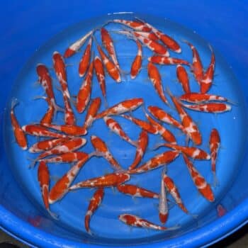 #26-424 Kohaku & Ginrin Kohaku 16-20cm