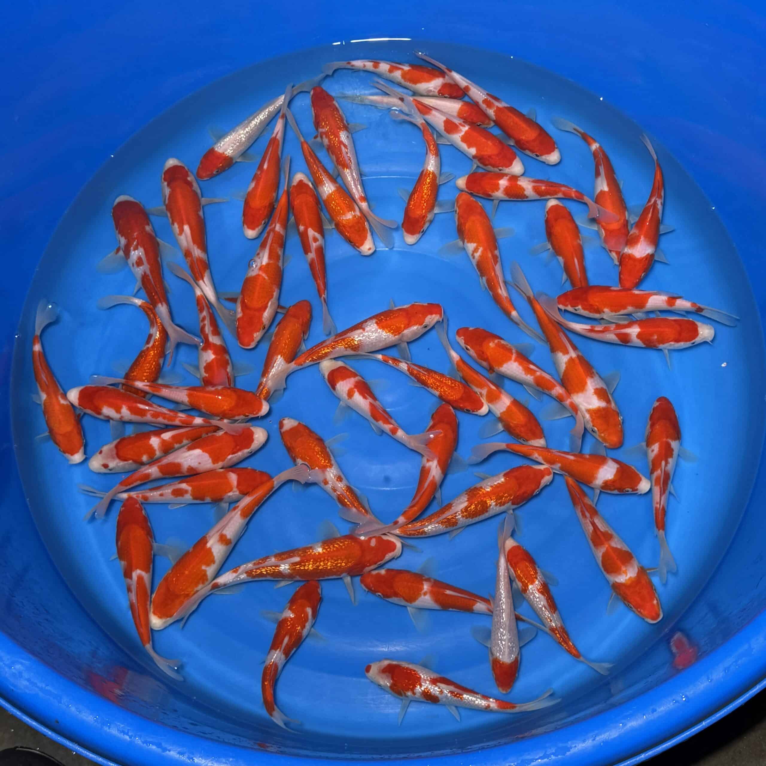 #26-424 Kohaku & Ginrin Kohaku 16-20cm #26-424 Kohaku & Ginrin Kohaku 16-20cm