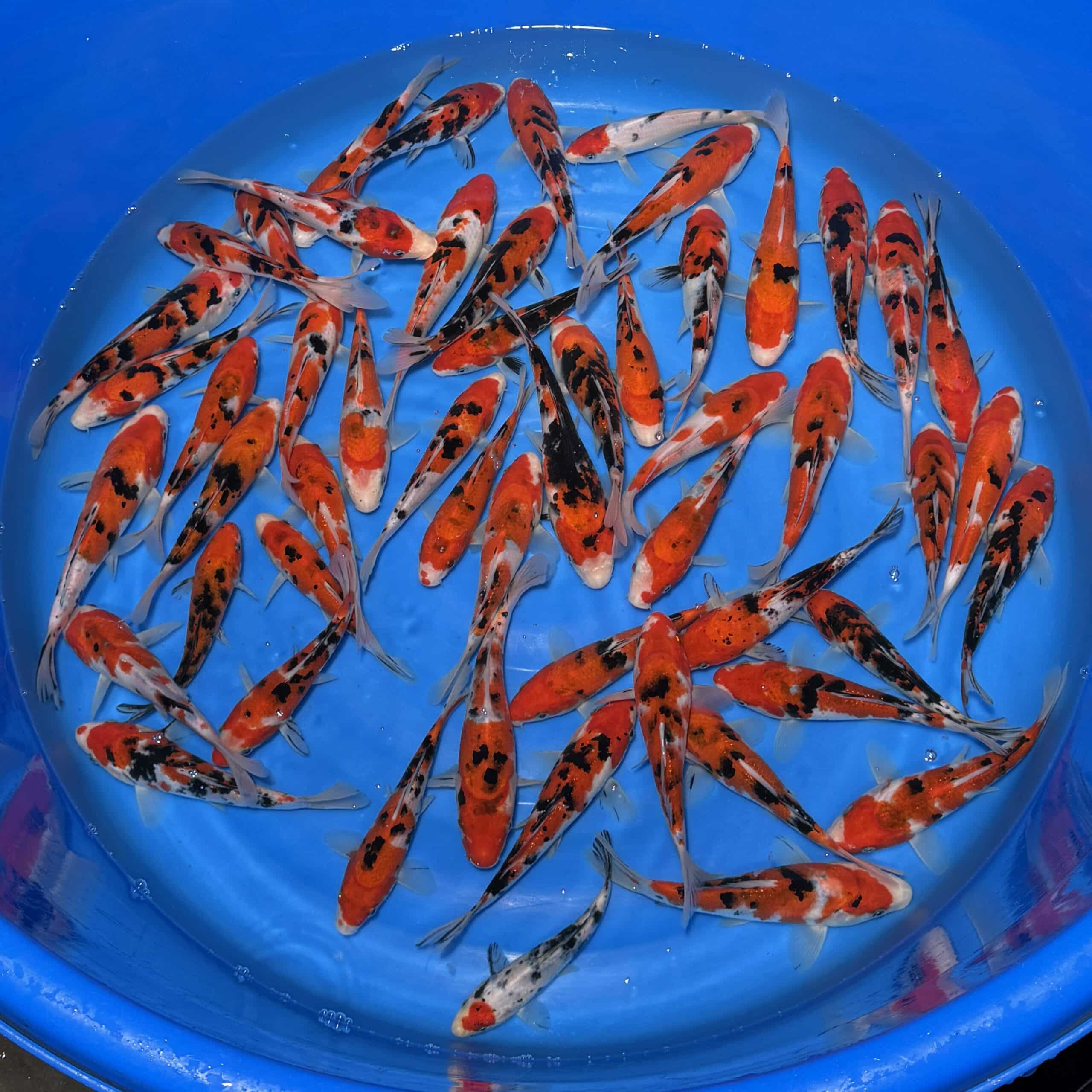 #26-426 Sanke 15-20cm #26-426 Sanke 15-20cm