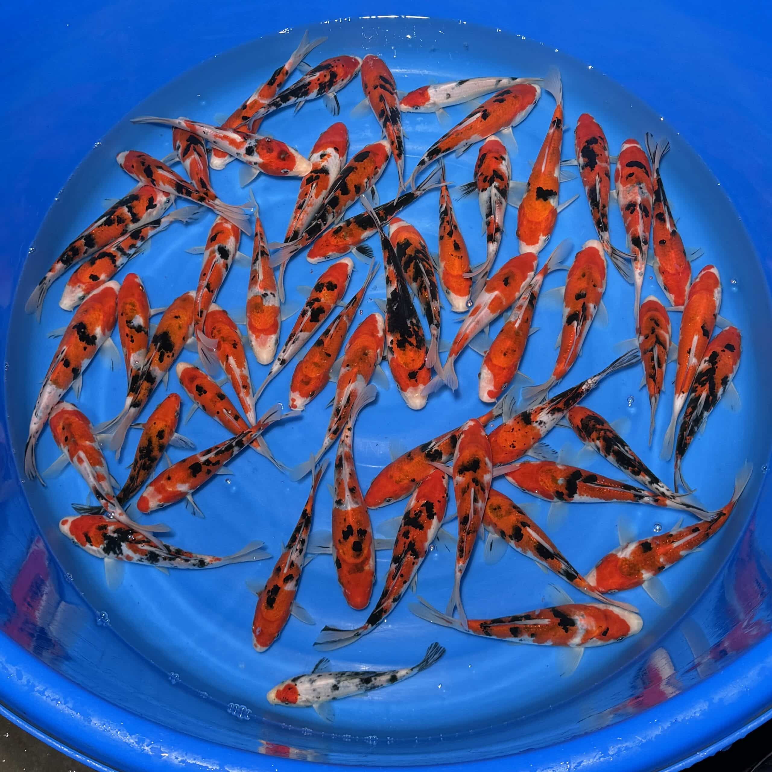 #26-426 Sanke 15-20cm #26-426 Sanke 15-20cm