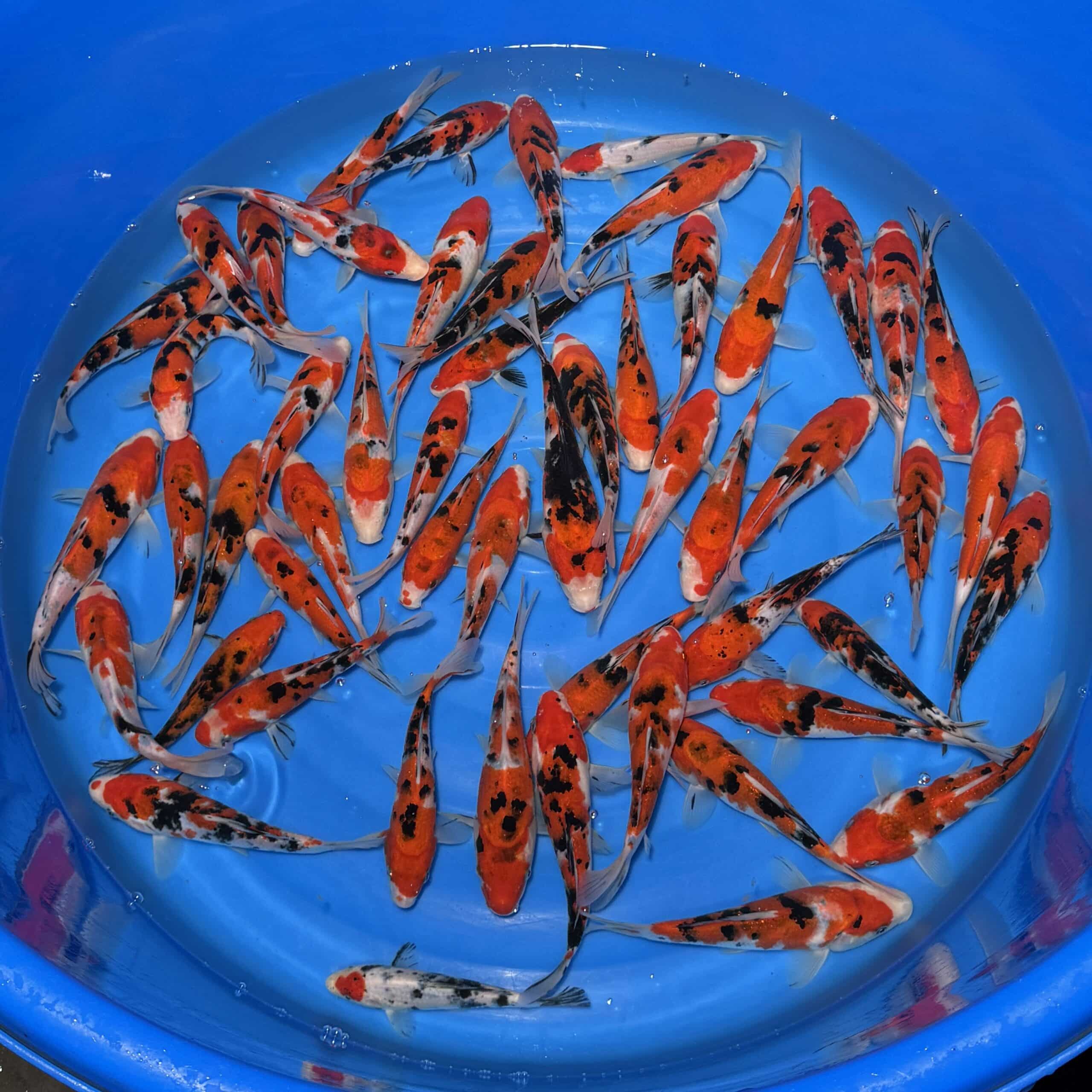 #26-426 Sanke 15-20cm #26-426 Sanke 15-20cm