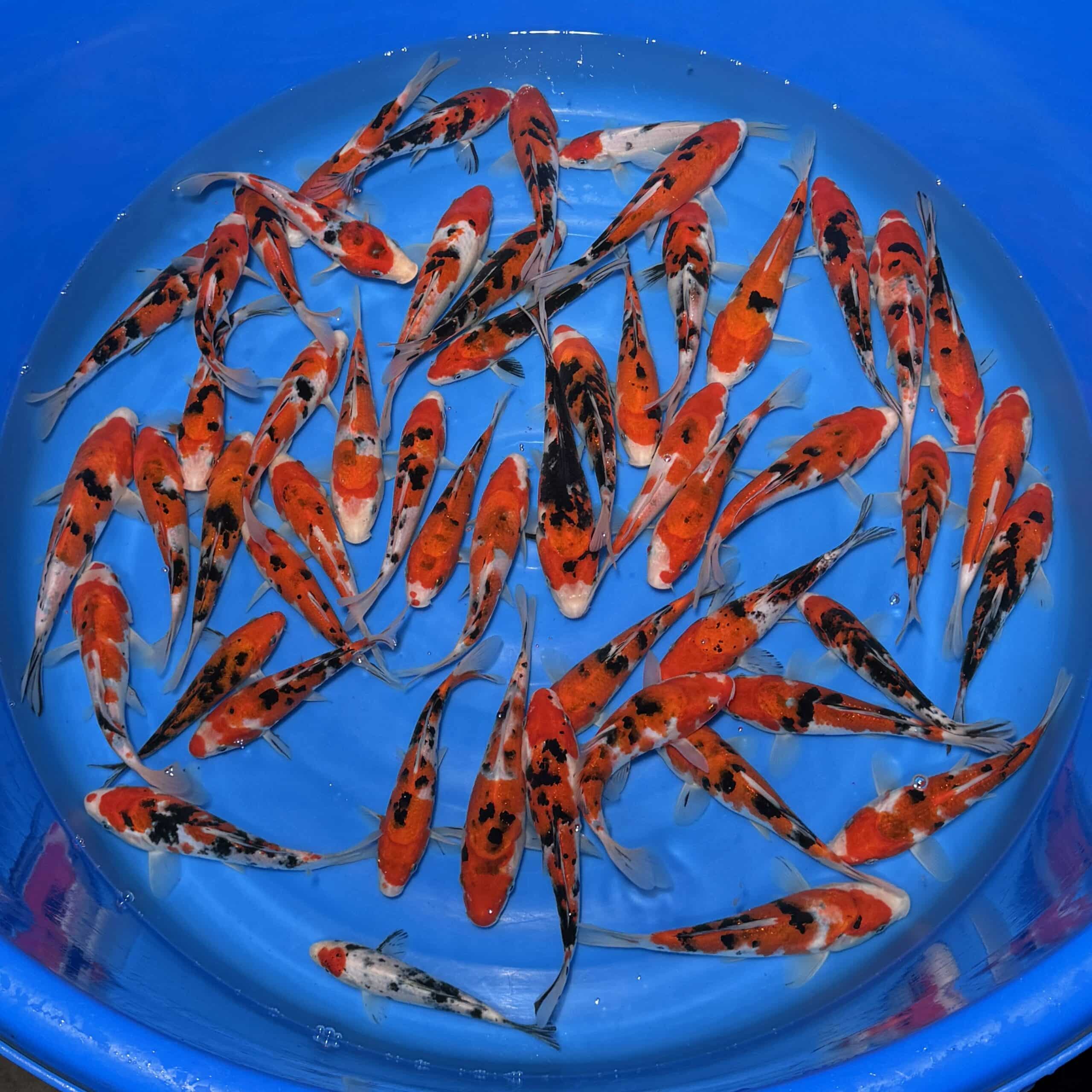 #26-426 Sanke 15-20cm #26-426 Sanke 15-20cm