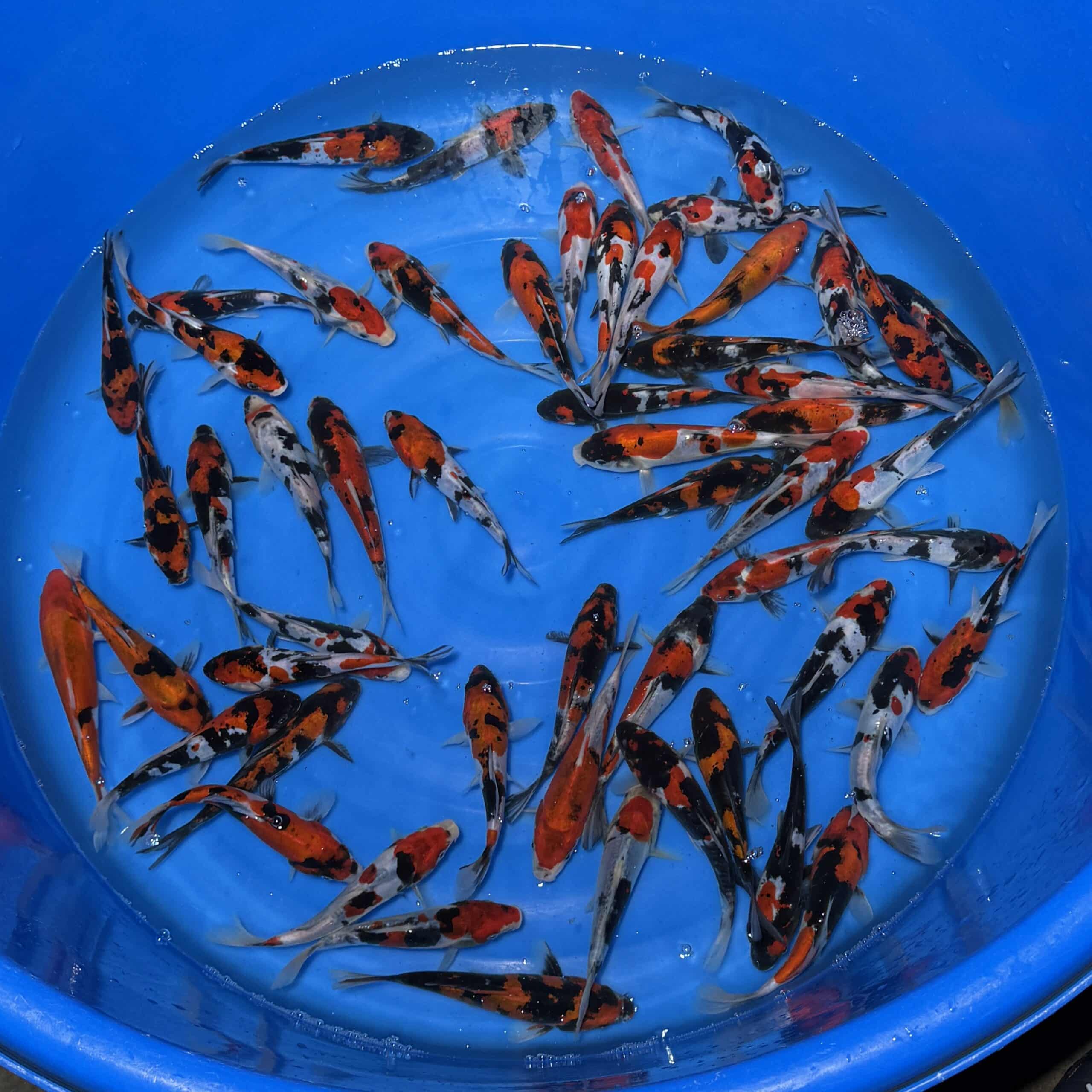 #26-427 Doitsu Showa 15-18cm #26-427 Doitsu Showa 15-18cm