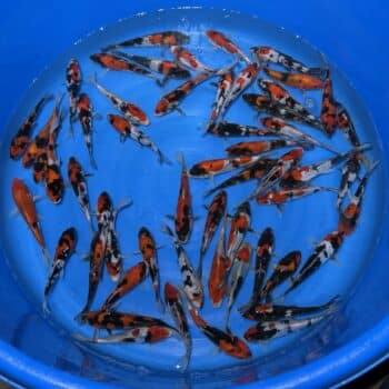 #26-427 Doitsu Showa 15-18cm