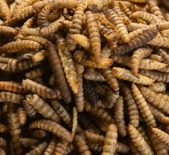 Black soldier fly larvae - BSF Larven 5 kg
