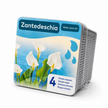 Waterplant kit - Droogverpakking - Zantedeschia