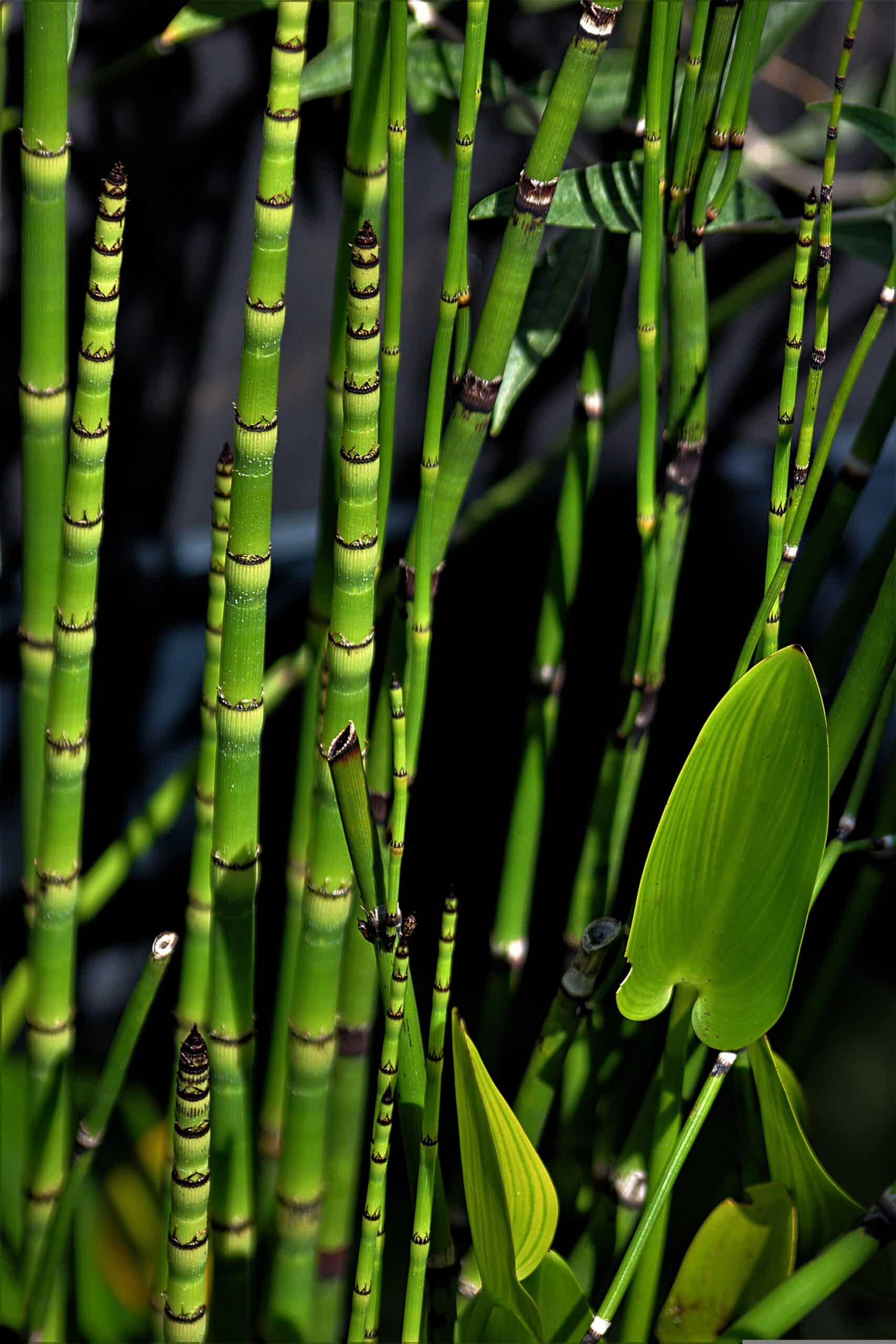 Water Plant Kit - Emballage sec - Equisetum Water Plant Kit - Emballage sec - Equisetum