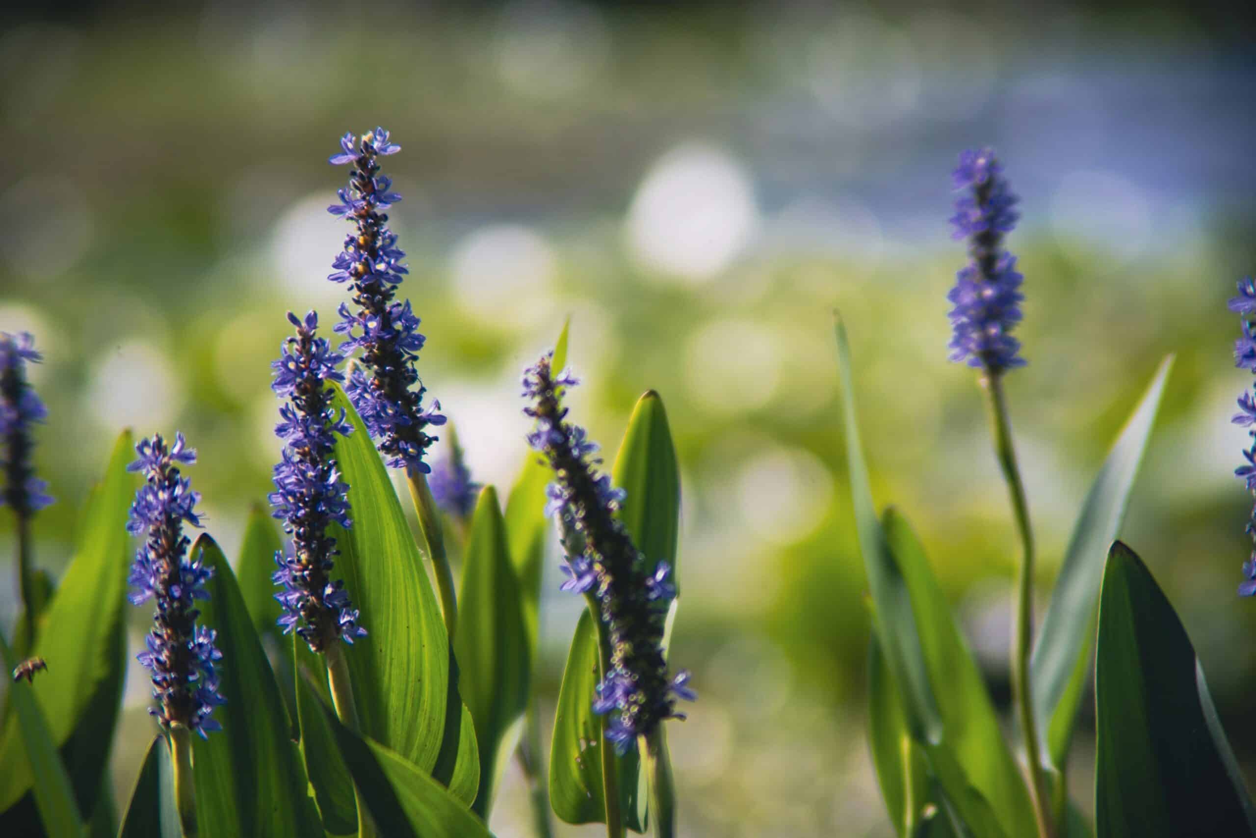 Waterplant kit - Droogverpakking - Pontederia Waterplant kit - Droogverpakking - Pontederia