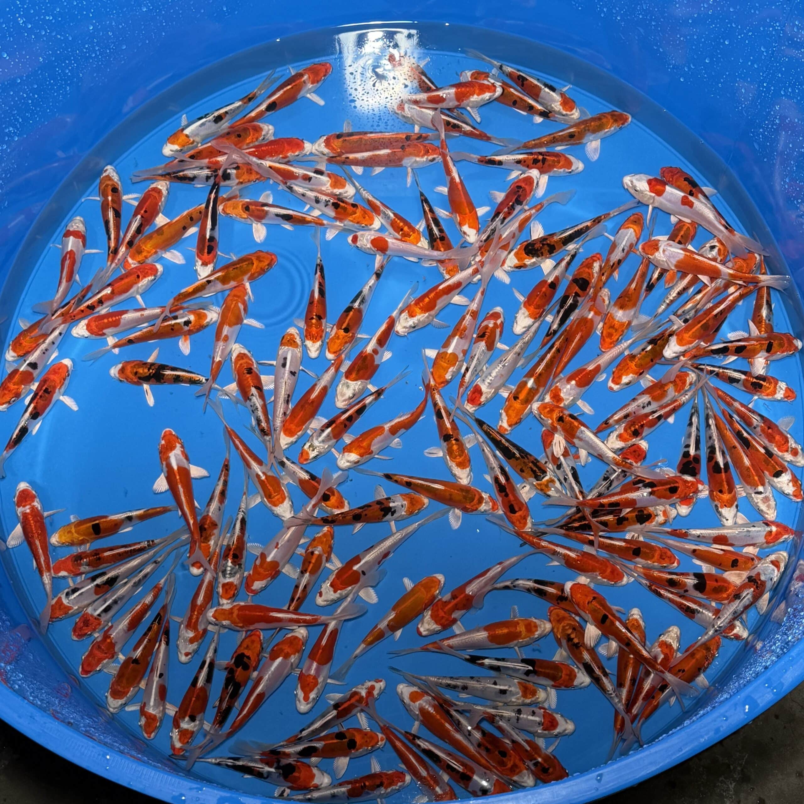 #26-430 Metallic mix (Heiseinishiki / Kikusui) 13-15cm