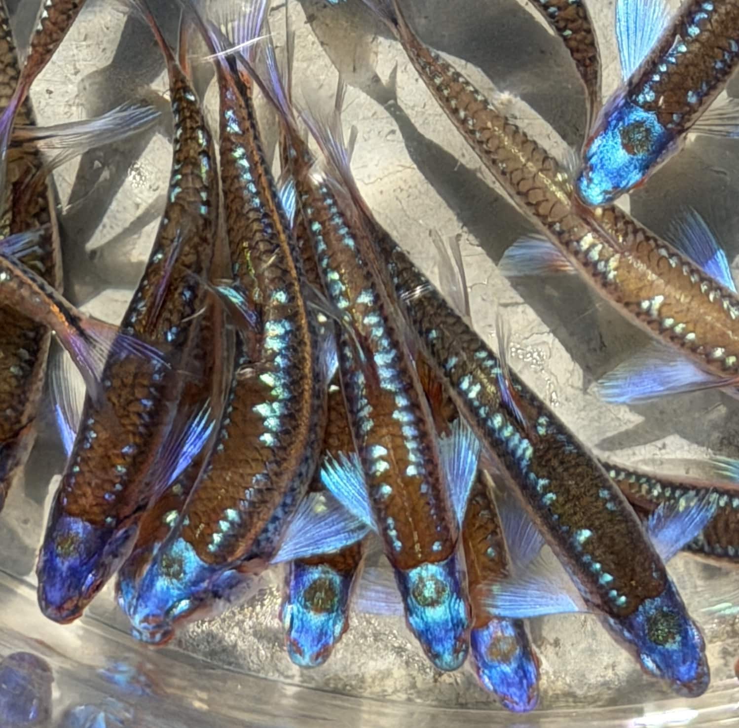 Regenboogelrits (Notropis Chrosomus) 6-8cm | per 10 stuks