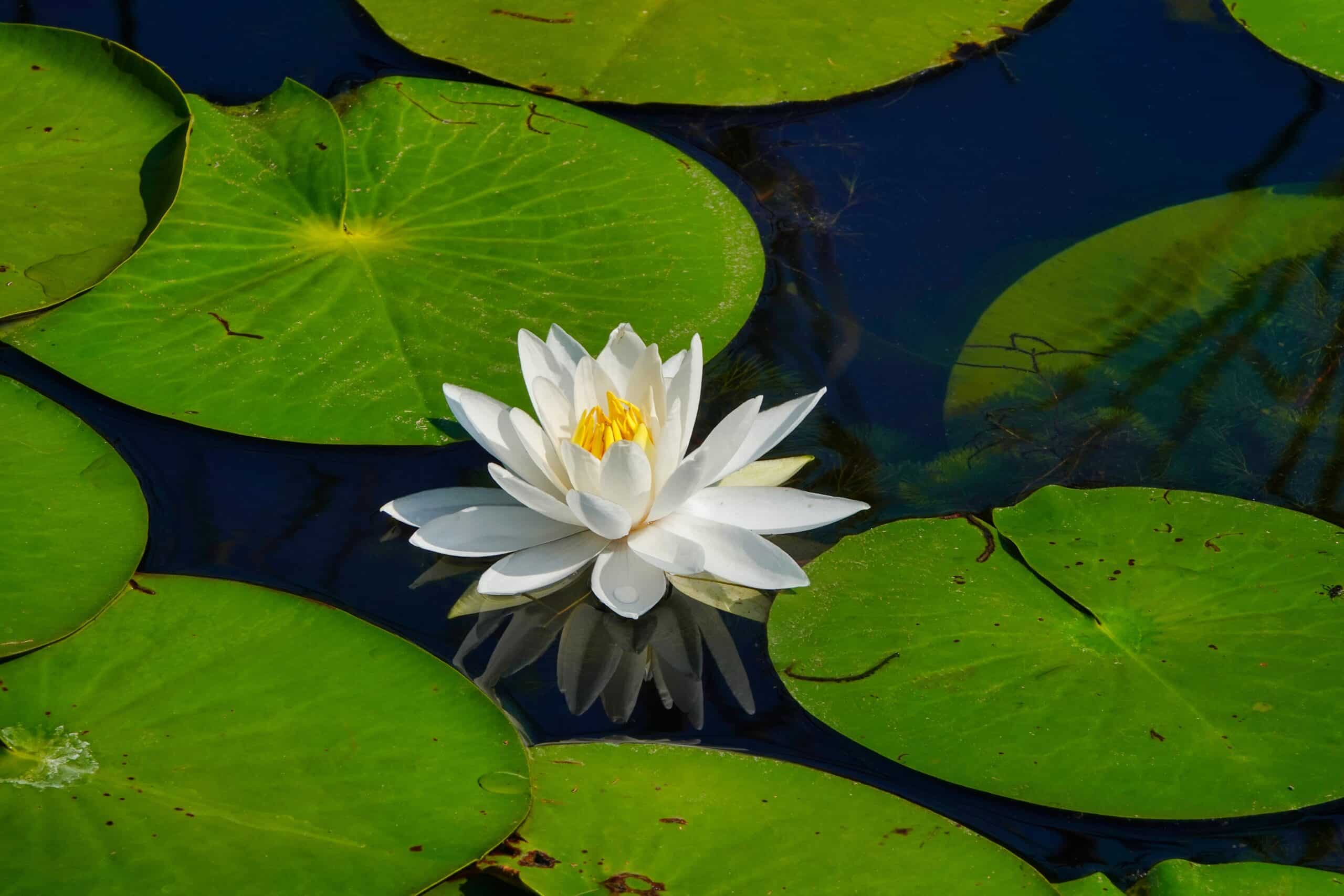 Waterplant kit - Droogverpakking - waterlelie wit Waterplant kit - Droogverpakking - waterlelie wit