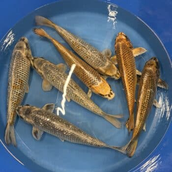#26-434 Kawarigoi mix 55-58cm #26-434 Kawarigoi mix 55-58cm