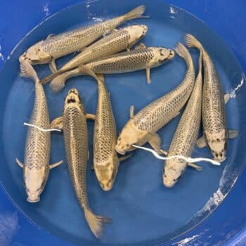 #26-433 Kawarigoi mix 53-57cm #26-433 Kawarigoi mix 53-57cm